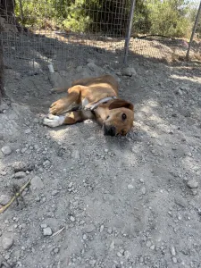 Adopt Vanilia
