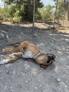 Adopt Vanilia