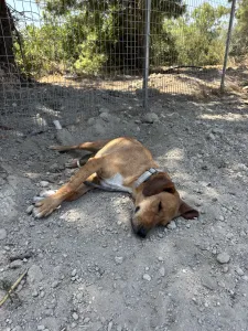 Adopt Vanilia