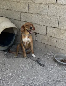 Adopt Vanilia