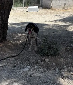 Hund Roula adoptieren