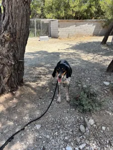 Hund Roula adoptieren
