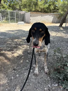 Hund Roula adoptieren