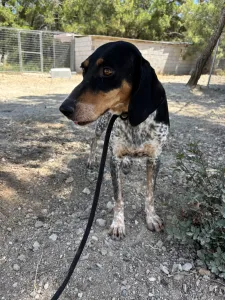 Hund Roula adoptieren