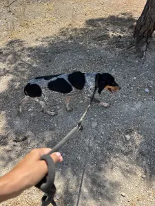 Hund Roula adoptieren