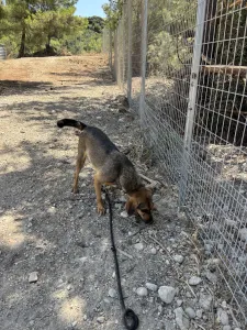 Hund Mixalis adoptieren