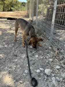 Hund Mixalis adoptieren
