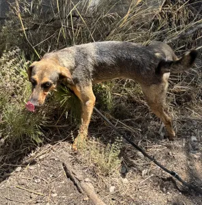 Hund Mixalis adoptieren
