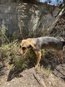 Hund Mixalis adoptieren