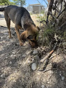 Hund Mixalis adoptieren