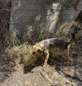 Hund Mixalis adoptieren