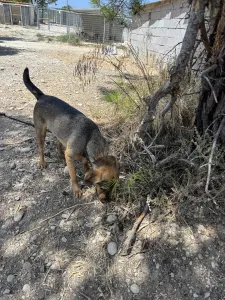 Adoptionsprofil für Mixalis