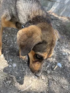 Hund Mixalis adoptieren