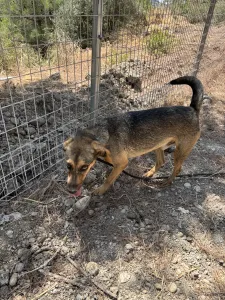 Hund Mixalis adoptieren
