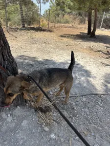 Hund Mixalis adoptieren