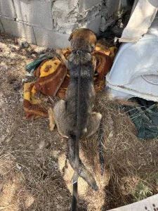 Hund Mixalis adoptieren
