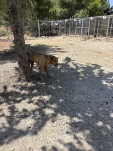 Adopt Mpaki