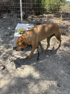 Adopt Mpaki