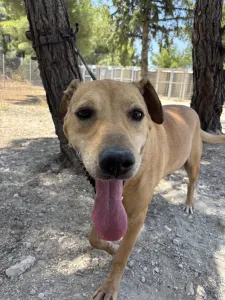 Adopt Mpaki