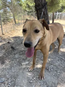 Adopt Mpaki