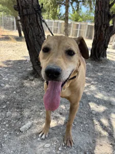 Adopt Mpaki