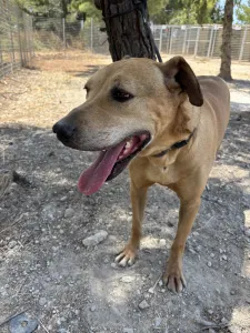 Adopt Mpaki
