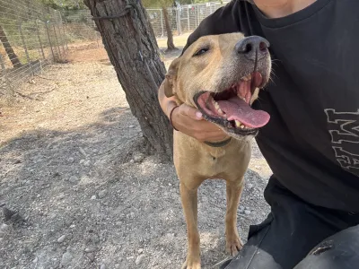Adopt Mpaki
