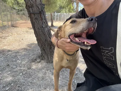 Adopt Mpaki