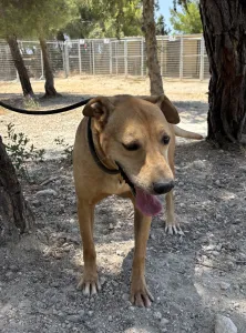 Adopt Mpaki