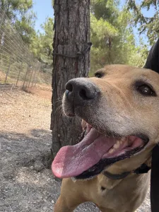 Adopt Mpaki