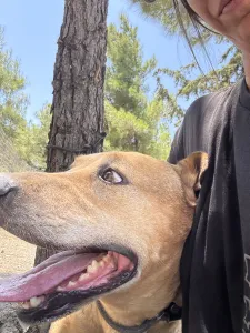 Adopt Mpaki