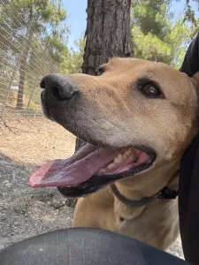 Adopt Mpaki