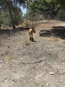 Hund Kelly adoptieren
