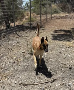 Hund Kelly adoptieren