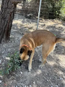 Hund Kelly adoptieren