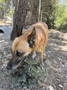 Hund Kelly adoptieren