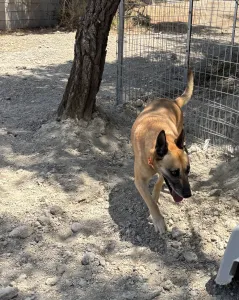 Hund Kelly adoptieren