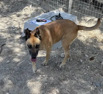 Hund Kelly adoptieren