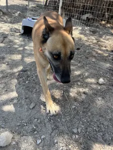 Hund Kelly adoptieren