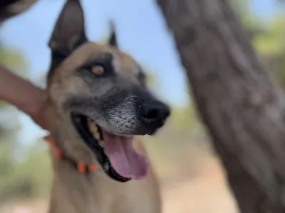 Hund Kelly adoptieren