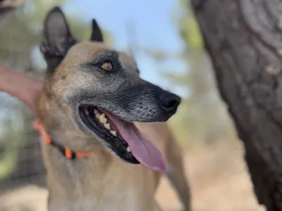 Hund Kelly adoptieren