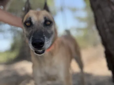 Hund Kelly adoptieren