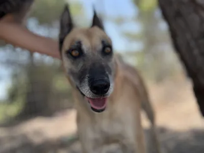 Hund Kelly adoptieren