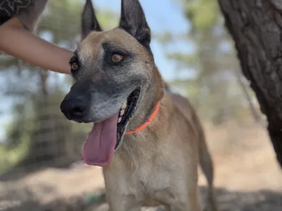Hund Kelly adoptieren