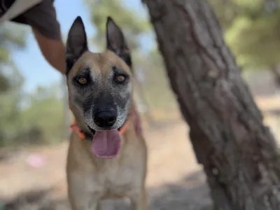 Hund Kelly adoptieren