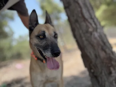 Hund Kelly adoptieren