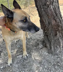 Hund Kelly adoptieren