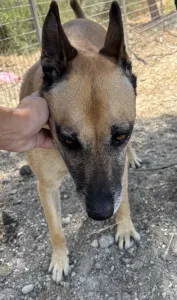 Hund Kelly adoptieren