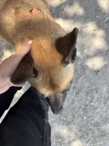 Hund Kelly adoptieren
