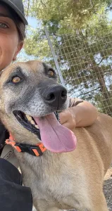 Hund Kelly adoptieren